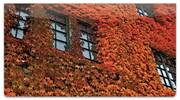 Autumn Ivy Checkbook Cover