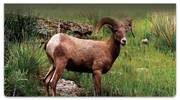 Big Horn Sheep Checkbook Cover