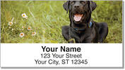 Black Lab Address Labels