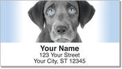 Black Lab Pup Address Labels