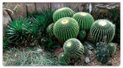 Cactus Garden Checkbook Cover