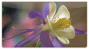 Columbine Flower Checkbook Cover