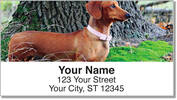 Dachshund Address Labels