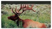 Elk Checkbook Cover