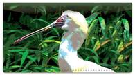 Exotic Bird Checkbook Cover