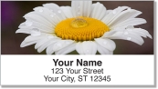 Gerber Daisy Address Labels