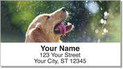 Golden Retriever Address Labels