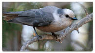 Gray Jay Bird Checkbook Cover