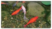 Koi Pond Checkbook Cover