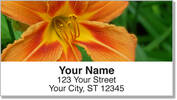 Lily Address Labels