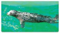 Marine Mammal Checkbook Cover