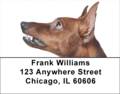 Miniature Pinscher Address Labels - Miniature Pinscher Labels