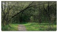 Nature Trail Checkbook Cover