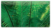 Palm Branch Checkbook Cover