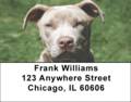 Pit Bull Labels - Pit Bull Friends Address Labels