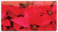 Poinsettia Checkbook Cover