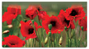 Poppy Checkbook Cover