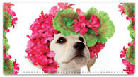 Pup in Bloom 1 Checkbook Covers