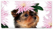 Pup in Bloom 2 Checkbook Covers