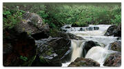 Roaring River Checkbook Cover