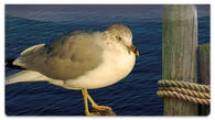 Seagull Checkbook Cover