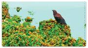 Sitting Crow Checkbook Cover