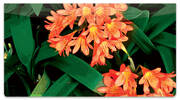 Tropical Flower Checkbook Cover