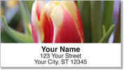 Tulip Address Labels