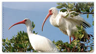 White Ibis Checkbook Cover