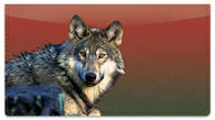 Wolf Checkbook Cover